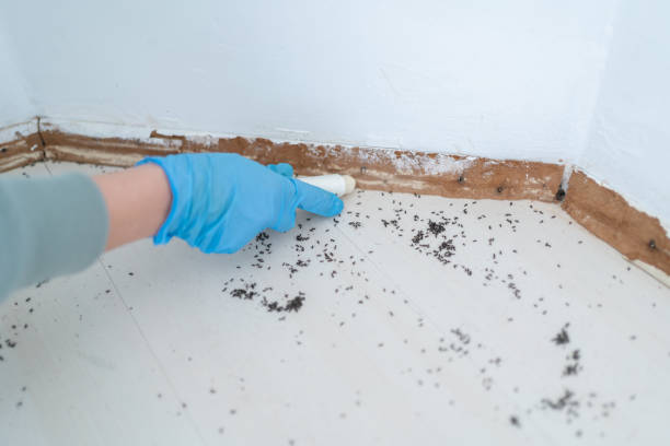 Best Wasp Removal Services  in Ashland, IL